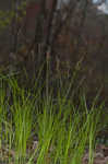 Blue Ridge sedge